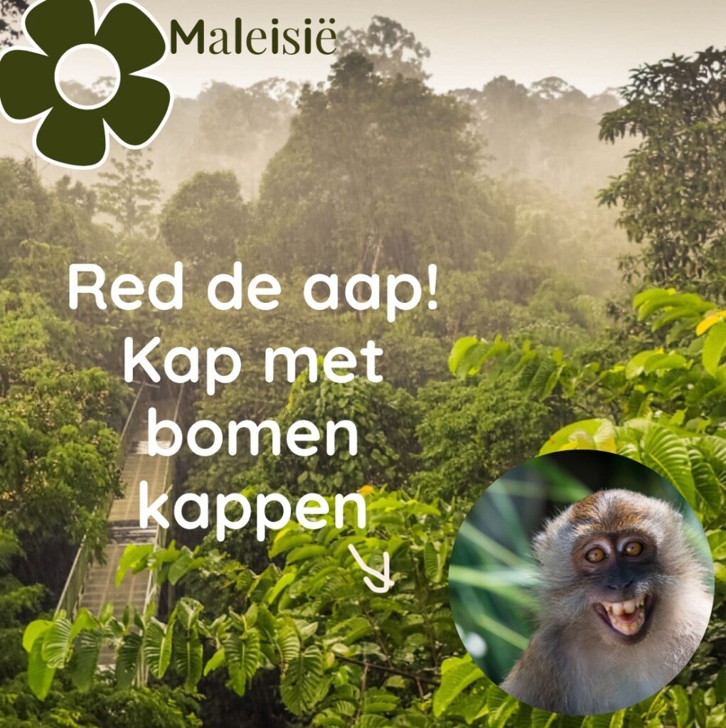 Maleisisch regenwoud met hangbrug